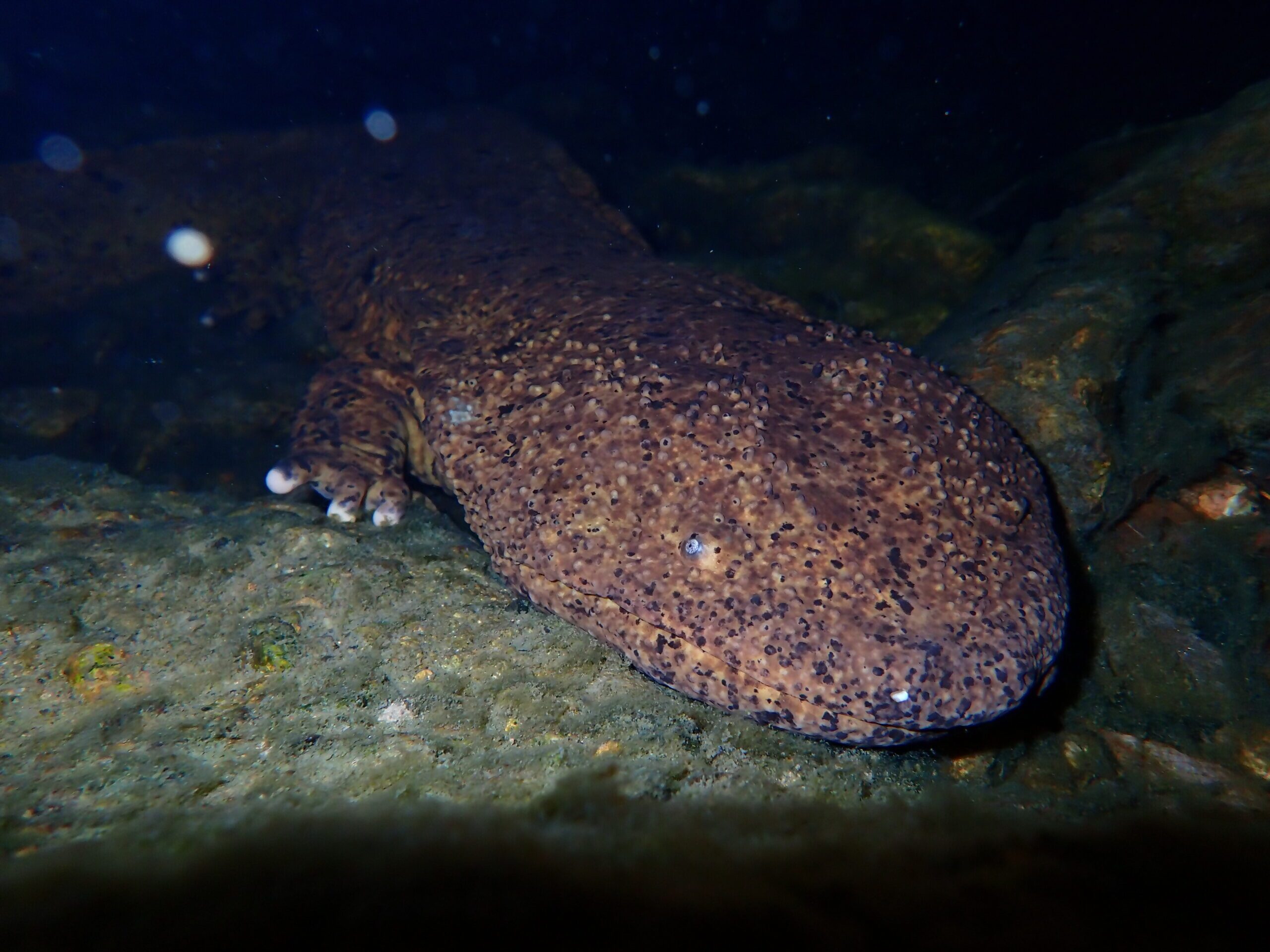 交雑オオサンショウウオ（提供：向井貴彦）-scaled.jpg