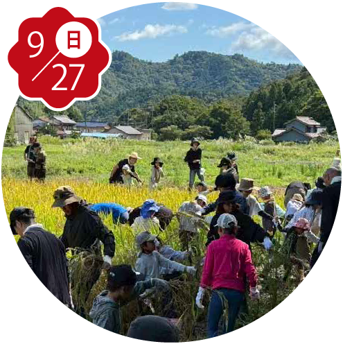 稲刈り体験